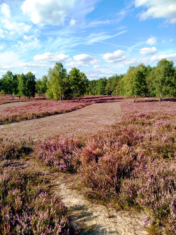 IMG 20250825 Heide 800